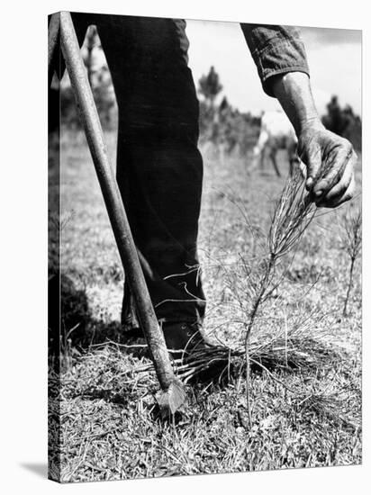 Man Planting Pine Tree Seedlings-Hansel Mieth-Stretched Canvas