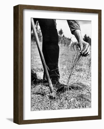 Man Planting Pine Tree Seedlings-Hansel Mieth-Framed Photographic Print