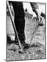 Man Planting Pine Tree Seedlings-Hansel Mieth-Mounted Photographic Print