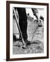 Man Planting Pine Tree Seedlings-Hansel Mieth-Framed Photographic Print