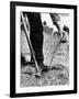 Man Planting Pine Tree Seedlings-Hansel Mieth-Framed Photographic Print