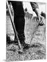 Man Planting Pine Tree Seedlings-Hansel Mieth-Mounted Photographic Print