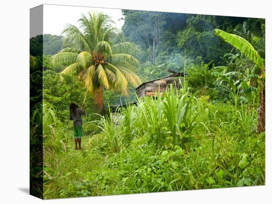 Man Poking a Coconut from a Tree on His Farm, Delices, Dominica, Windward Islands, West Indies, Car-Kim Walker-Stretched Canvas