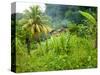Man Poking a Coconut from a Tree on His Farm, Delices, Dominica, Windward Islands, West Indies, Car-Kim Walker-Stretched Canvas
