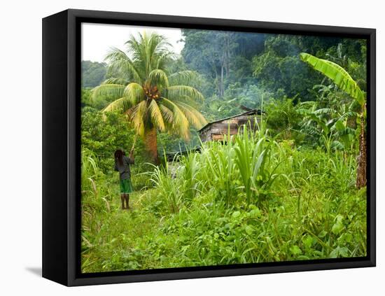 Man Poking a Coconut from a Tree on His Farm, Delices, Dominica, Windward Islands, West Indies, Car-Kim Walker-Framed Stretched Canvas