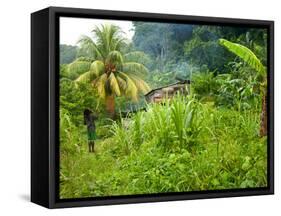 Man Poking a Coconut from a Tree on His Farm, Delices, Dominica, Windward Islands, West Indies, Car-Kim Walker-Framed Stretched Canvas