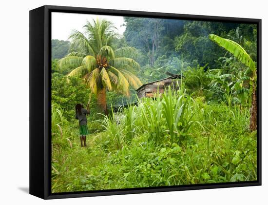 Man Poking a Coconut from a Tree on His Farm, Delices, Dominica, Windward Islands, West Indies, Car-Kim Walker-Framed Stretched Canvas