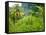 Man Poking a Coconut from a Tree on His Farm, Delices, Dominica, Windward Islands, West Indies, Car-Kim Walker-Framed Stretched Canvas