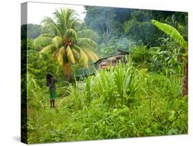 Man Poking a Coconut from a Tree on His Farm, Delices, Dominica, Windward Islands, West Indies, Car-Kim Walker-Stretched Canvas