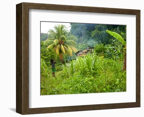 Man Poking a Coconut from a Tree on His Farm, Delices, Dominica, Windward Islands, West Indies, Car-Kim Walker-Framed Photographic Print