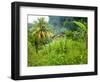 Man Poking a Coconut from a Tree on His Farm, Delices, Dominica, Windward Islands, West Indies, Car-Kim Walker-Framed Photographic Print