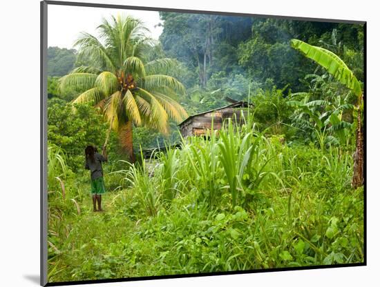 Man Poking a Coconut from a Tree on His Farm, Delices, Dominica, Windward Islands, West Indies, Car-Kim Walker-Mounted Photographic Print