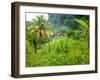 Man Poking a Coconut from a Tree on His Farm, Delices, Dominica, Windward Islands, West Indies, Car-Kim Walker-Framed Photographic Print