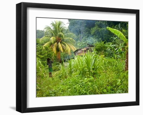 Man Poking a Coconut from a Tree on His Farm, Delices, Dominica, Windward Islands, West Indies, Car-Kim Walker-Framed Photographic Print