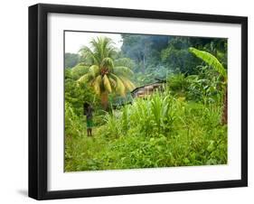 Man Poking a Coconut from a Tree on His Farm, Delices, Dominica, Windward Islands, West Indies, Car-Kim Walker-Framed Photographic Print