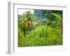 Man Poking a Coconut from a Tree on His Farm, Delices, Dominica, Windward Islands, West Indies, Car-Kim Walker-Framed Photographic Print