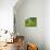 Man Poking a Coconut from a Tree on His Farm, Delices, Dominica, Windward Islands, West Indies, Car-Kim Walker-Mounted Photographic Print displayed on a wall