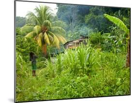 Man Poking a Coconut from a Tree on His Farm, Delices, Dominica, Windward Islands, West Indies, Car-Kim Walker-Mounted Photographic Print