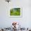 Man Poking a Coconut from a Tree on His Farm, Delices, Dominica, Windward Islands, West Indies, Car-Kim Walker-Framed Photographic Print displayed on a wall