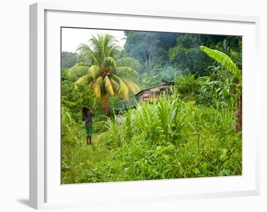 Man Poking a Coconut from a Tree on His Farm, Delices, Dominica, Windward Islands, West Indies, Car-Kim Walker-Framed Photographic Print