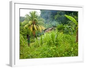 Man Poking a Coconut from a Tree on His Farm, Delices, Dominica, Windward Islands, West Indies, Car-Kim Walker-Framed Photographic Print