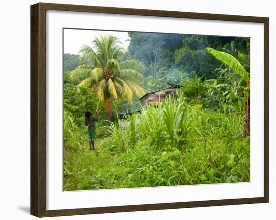 Man Poking a Coconut from a Tree on His Farm, Delices, Dominica, Windward Islands, West Indies, Car-Kim Walker-Framed Photographic Print