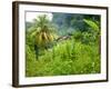 Man Poking a Coconut from a Tree on His Farm, Delices, Dominica, Windward Islands, West Indies, Car-Kim Walker-Framed Photographic Print