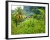 Man Poking a Coconut from a Tree on His Farm, Delices, Dominica, Windward Islands, West Indies, Car-Kim Walker-Framed Photographic Print