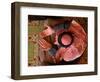 Man Prays at At Sunni Muslim Um Al-Qura Mosque in Baghdad, Iraq-null-Framed Photographic Print