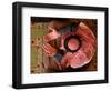 Man Prays at At Sunni Muslim Um Al-Qura Mosque in Baghdad, Iraq-null-Framed Photographic Print