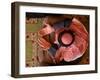 Man Prays at At Sunni Muslim Um Al-Qura Mosque in Baghdad, Iraq-null-Framed Photographic Print