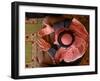 Man Prays at At Sunni Muslim Um Al-Qura Mosque in Baghdad, Iraq-null-Framed Photographic Print