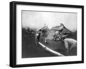 Man Riding Zebra Jumping Fence Photograph - Africa-Lantern Press-Framed Art Print