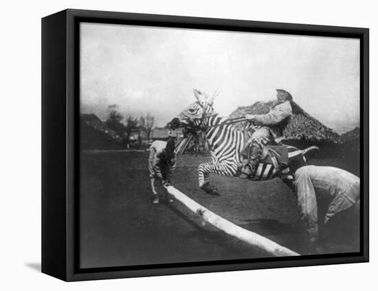 Man Riding Zebra Jumping Fence Photograph - Africa-Lantern Press-Framed Stretched Canvas