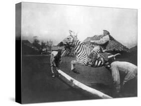 Man Riding Zebra Jumping Fence Photograph - Africa-Lantern Press-Stretched Canvas