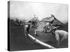 Man Riding Zebra Jumping Fence Photograph - Africa-Lantern Press-Stretched Canvas