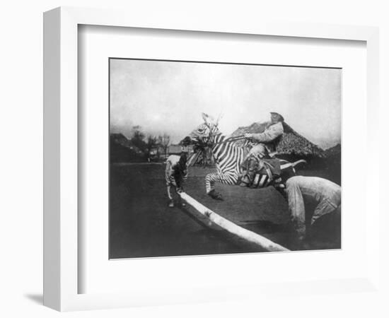 Man Riding Zebra Jumping Fence Photograph - Africa-Lantern Press-Framed Art Print