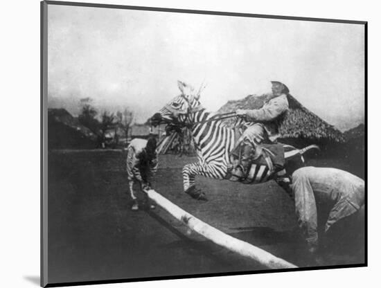 Man Riding Zebra Jumping Fence Photograph - Africa-Lantern Press-Mounted Art Print