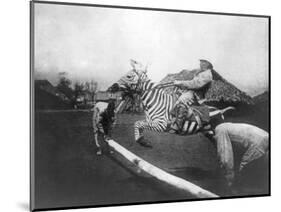 Man Riding Zebra Jumping Fence Photograph - Africa-Lantern Press-Mounted Art Print