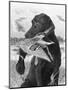 Man's Best Friend-Chuck Black-Mounted Premium Giclee Print