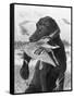 Man's Best Friend-Chuck Black-Framed Stretched Canvas