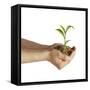 Man's Hands Holding Soil with a Little Growing Green Plant-null-Framed Stretched Canvas