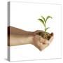 Man's Hands Holding Soil with a Little Growing Green Plant-null-Stretched Canvas
