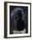 Man's Head, Stone Statue-null-Framed Giclee Print