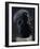 Man's Head, Stone Statue-null-Framed Giclee Print