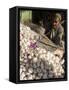 Man Selling Garlic, Bazaar, Central Kabul, Afghanistan-Jane Sweeney-Framed Stretched Canvas