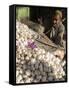 Man Selling Garlic, Bazaar, Central Kabul, Afghanistan-Jane Sweeney-Framed Stretched Canvas