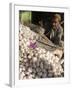 Man Selling Garlic, Bazaar, Central Kabul, Afghanistan-Jane Sweeney-Framed Photographic Print