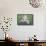 Man Sitting on House Roof in Tiny Agricultural Hamlet Amidst Fields of Vegetables, Rajasthan, India-Annie Owen-Framed Stretched Canvas displayed on a wall