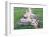 Man Sitting on House Roof in Tiny Agricultural Hamlet Amidst Fields of Vegetables, Rajasthan, India-Annie Owen-Framed Photographic Print